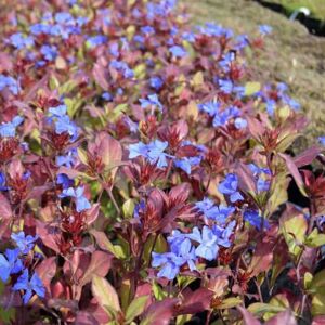 Ceratostigma plumbaginoides ---